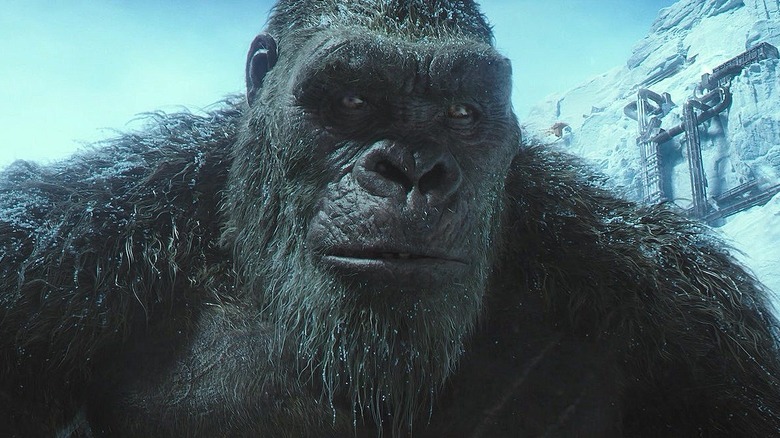 Kong waking up in snow