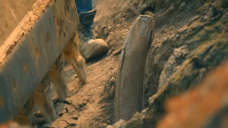 An alleged mammoth tusk from Gold Rush