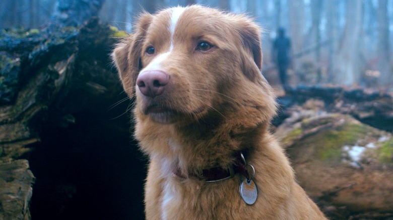 Indy in the woods in Good Boy