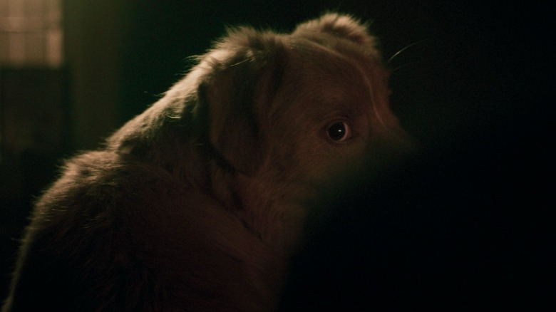 Indy in the shadows in Good Boy