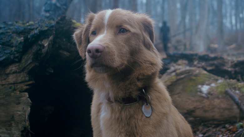 Indy sitting in the Woods in Good Boy