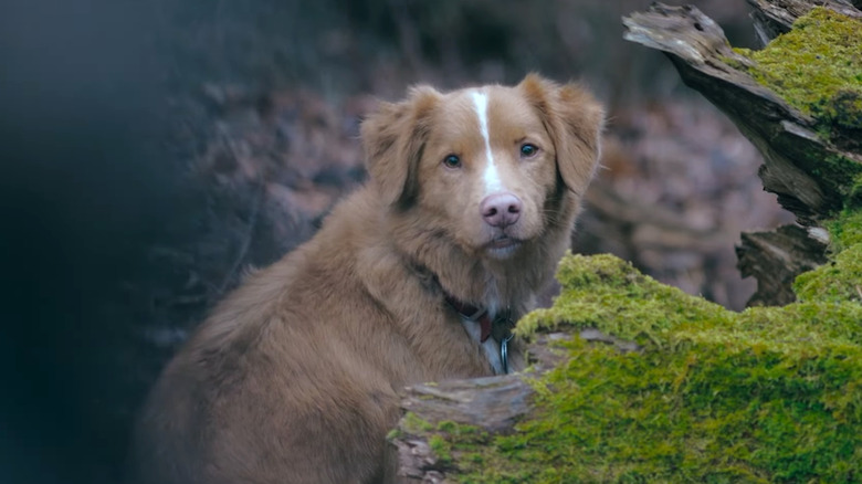 Indy the dog looking over his shoulder in "Good Boy" (2025)