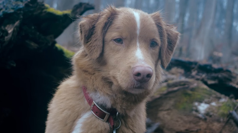 Indy the dog looking down in "Good Boy" (2025)