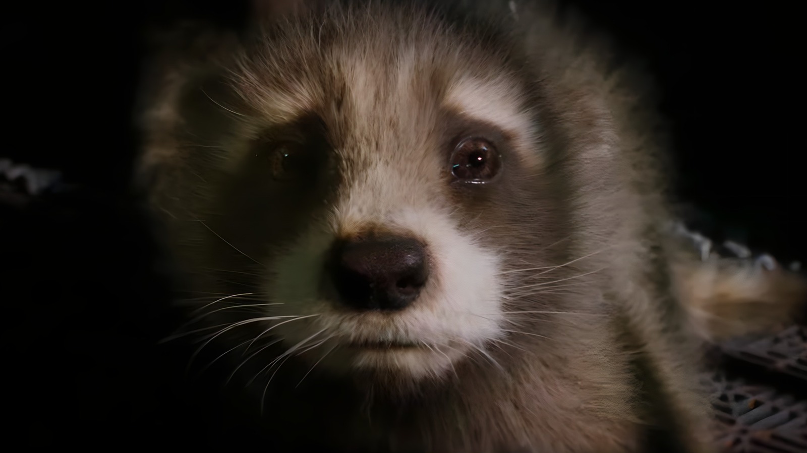 who voices rocket in guardians of the galaxy 2
