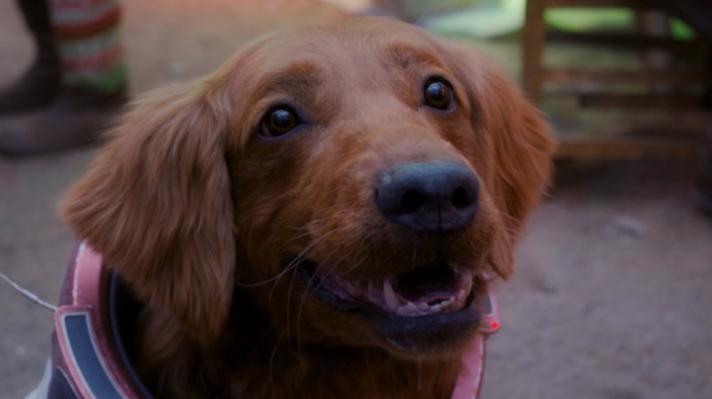 Cosmo the Spacedog smiling