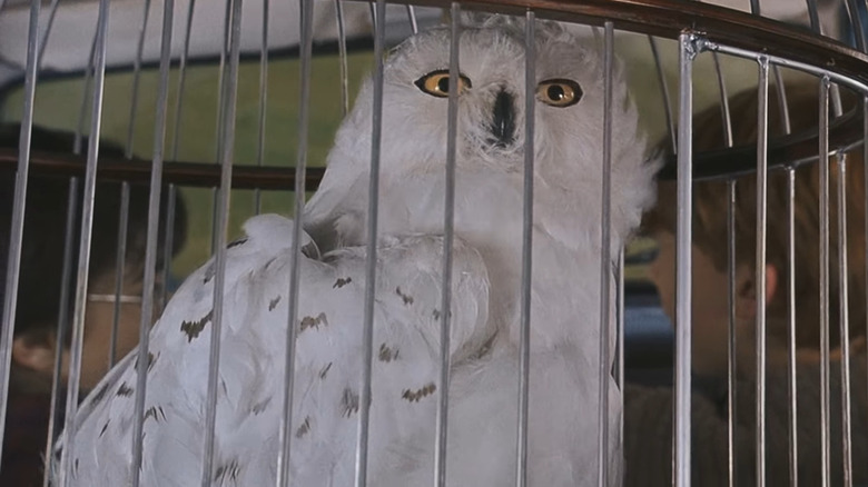 Hedwig in a cage