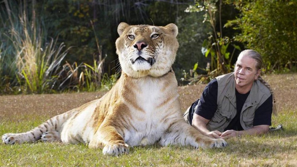 Bhagavan "Doc" Antle with a liger