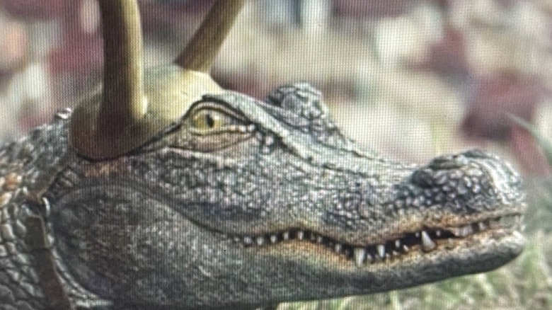 Alligator Loki showing teeth