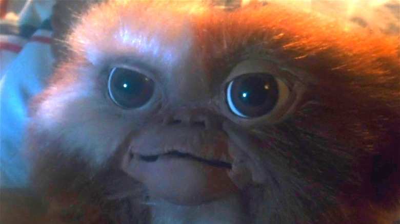 Gizmo looking forward in Gremlins
