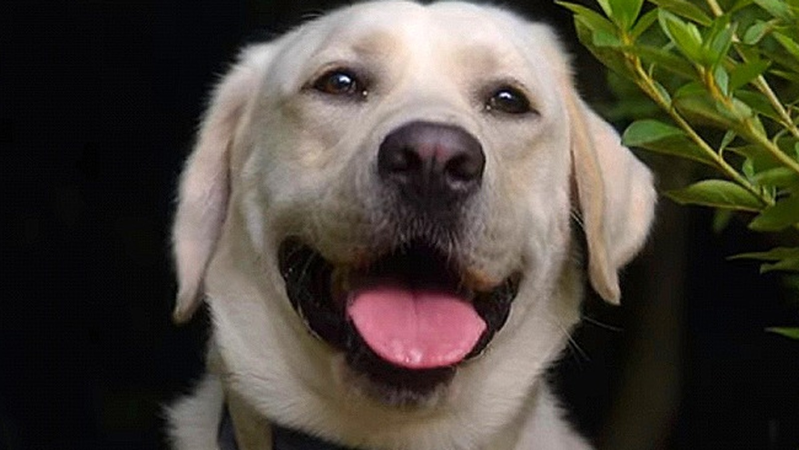 How Close Does Netflix's Dog Gone Stick To The True Story Behind It?