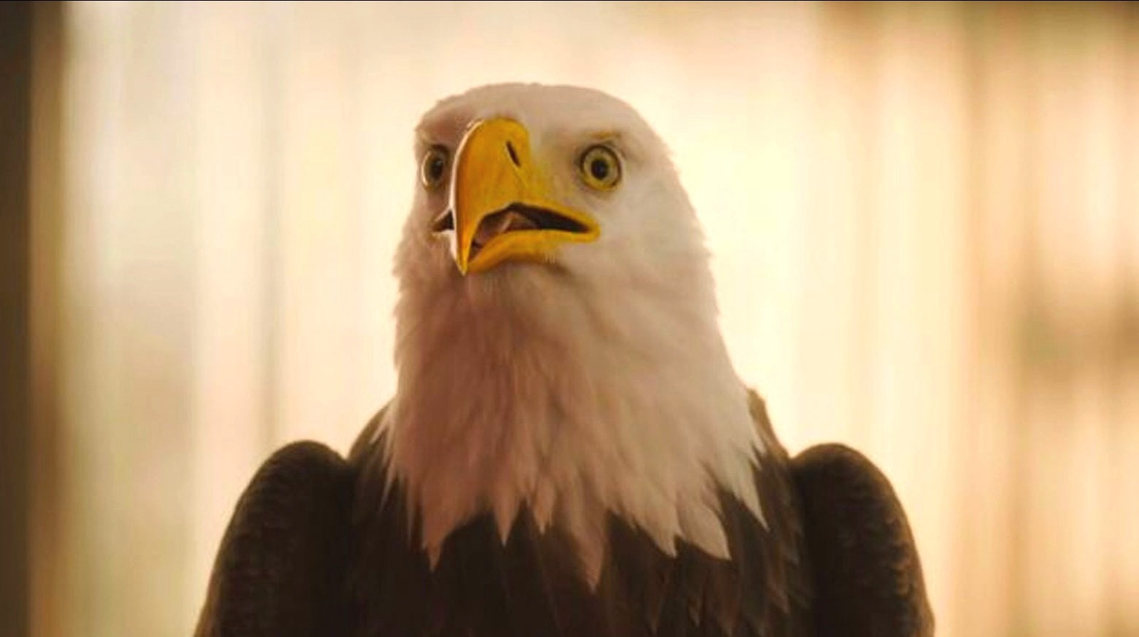 What DC Fans Really Think About Peacemaker's Eagle