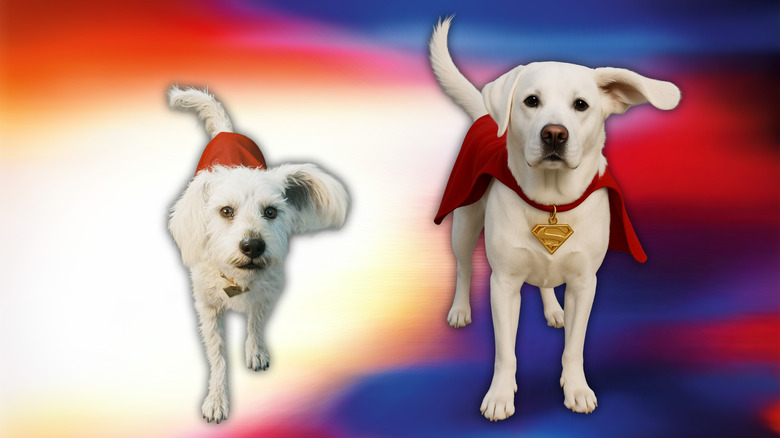Krypto in Superman and Krypto image