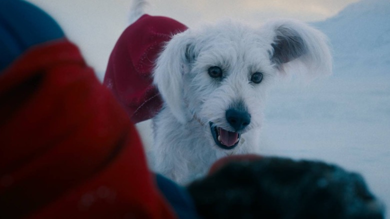 Krypto standing next to Kal-El in Superman (2025)