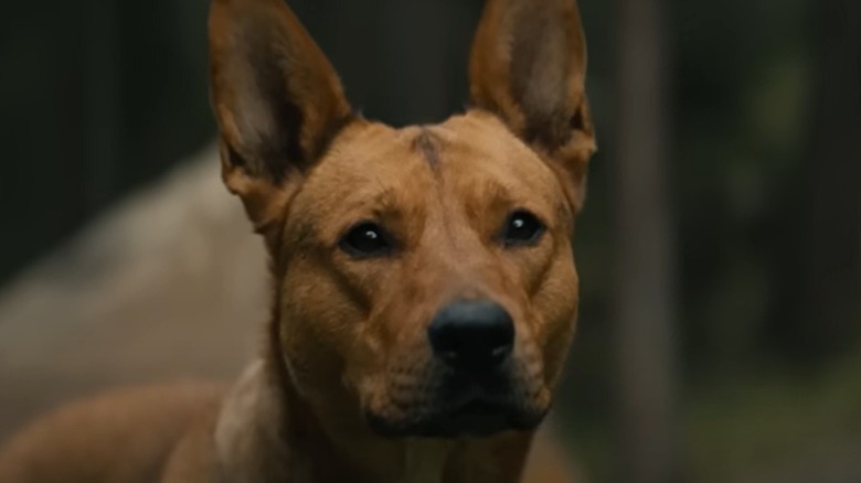 Coco, the dog from Prey, staring