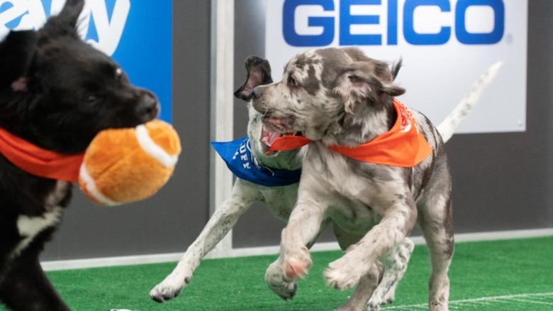 Puppies playing in the Puppy Bowl