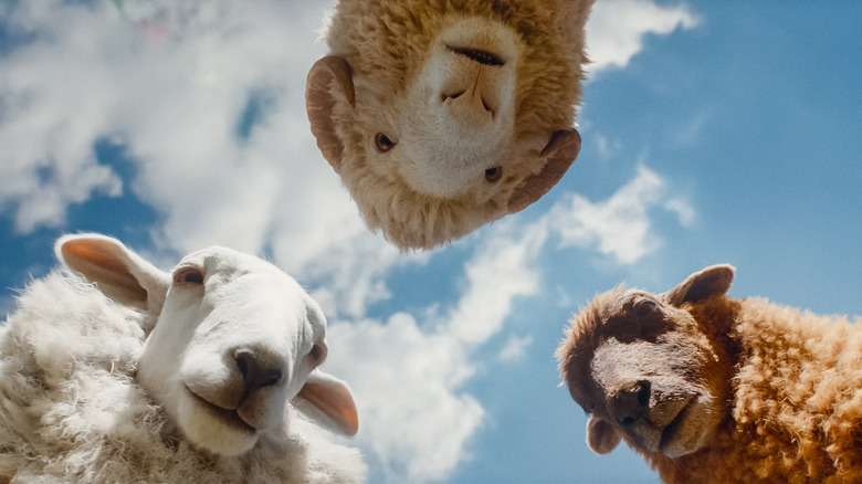 Lily, Mopple, and Cloud looking down in The Sheep Detectives