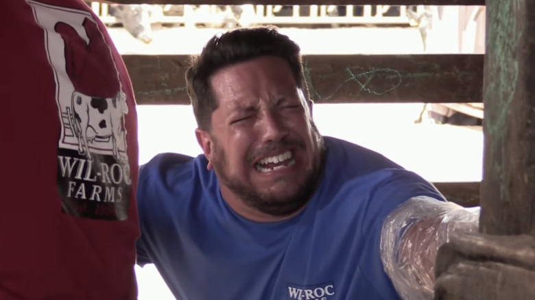 Sal Vulcano delivering a baby cow