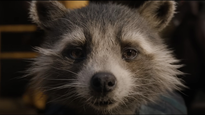 Rocket Raccoon looking sad in Guardians of the Galaxy Vol. 3 trailer