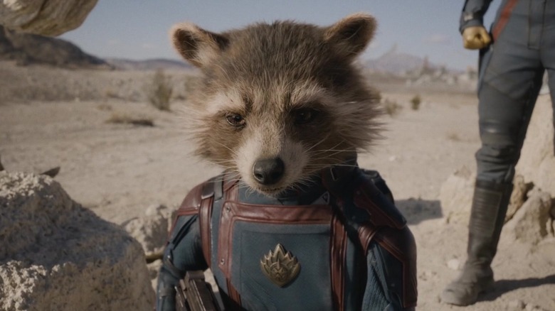 Rocket looking contemplative