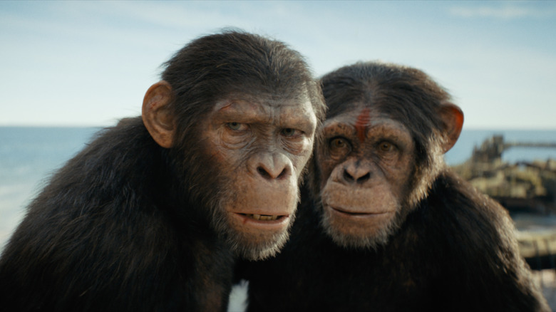 Two apes together