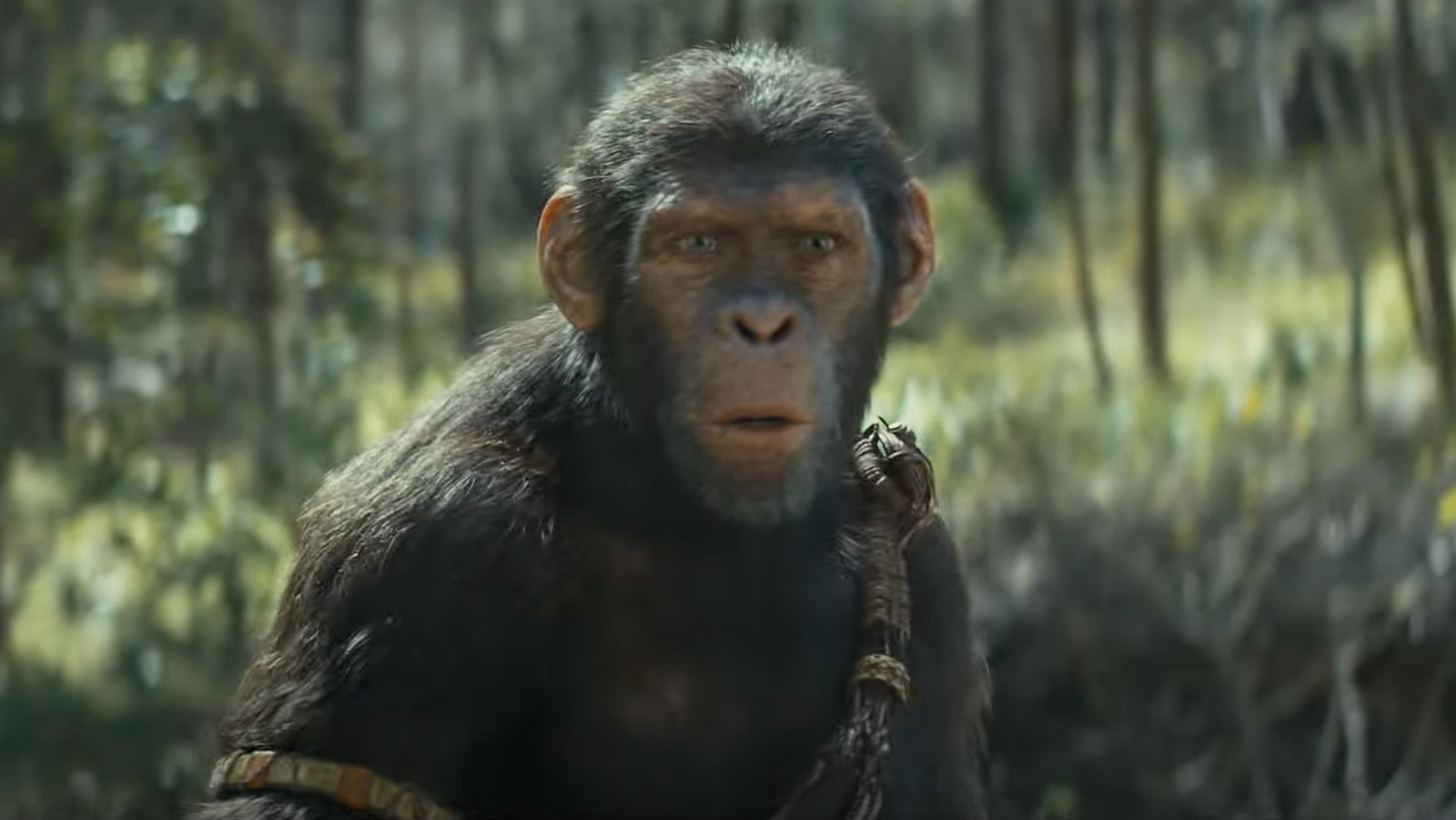 Kingdom Of The Planet Of The Apes 2025 Cast
