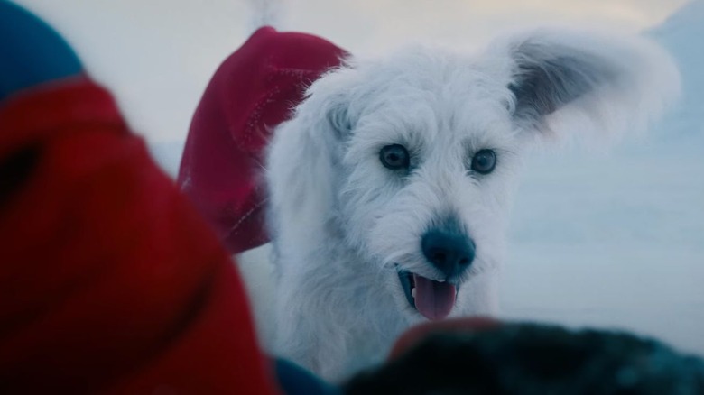 Krypto with flapping red cape