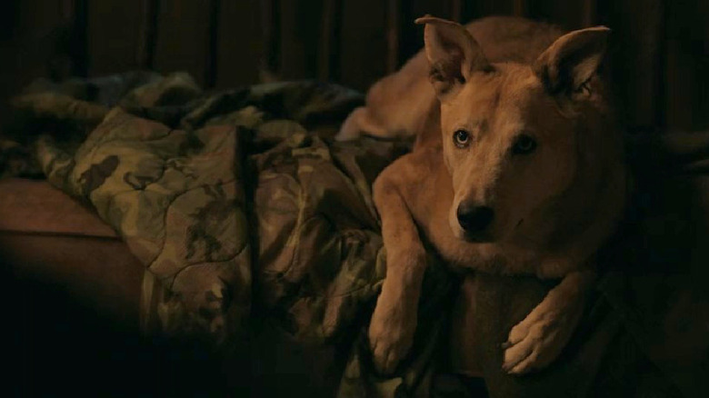 Gibbs' unnamed dog lounges in "NCIS: Origins" (2024-present)
