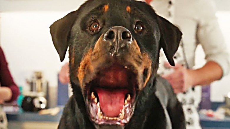 Show Dogs