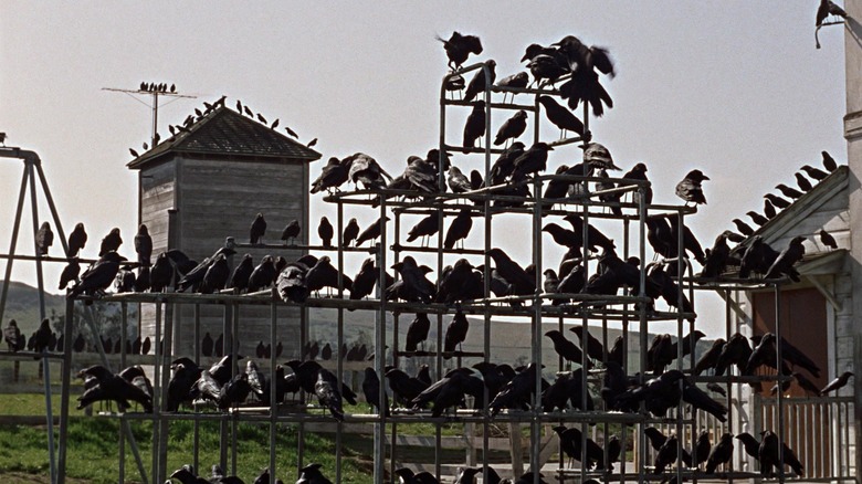 Birds covering playground