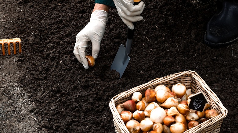 Close-up of a person's gloved hands holding a spade and a tulip bulb to be planted in soil, with a basket of plant bulbs seen in the foreground