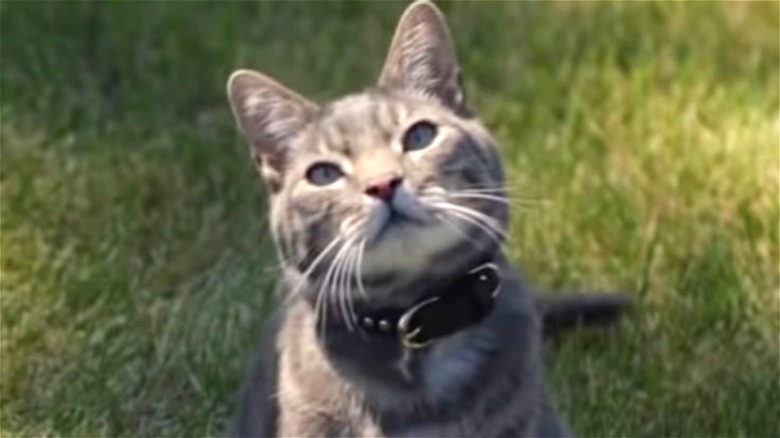 People Are Loving The Cat In Chevy's New Commercial. Here's Why