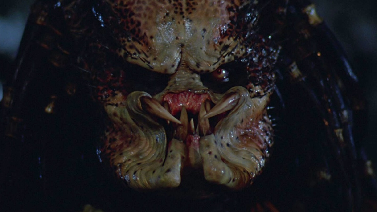Prey Review—The Best Predator Movie Since Predator