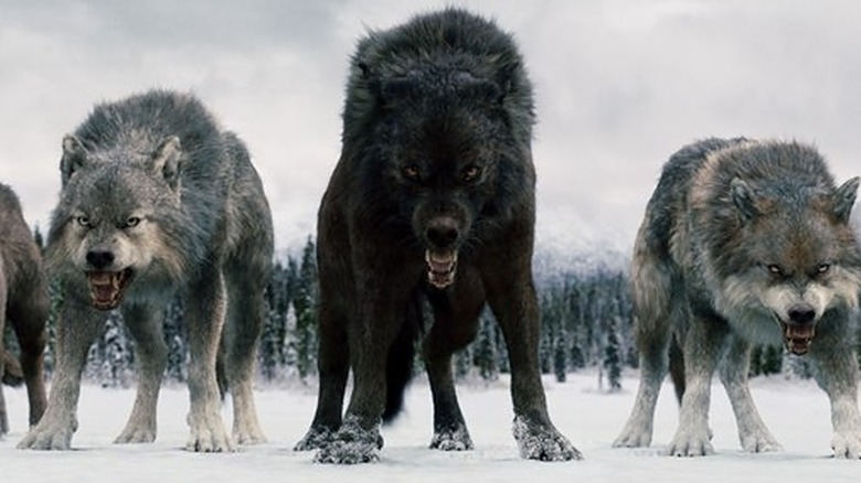 Wolves stand off
