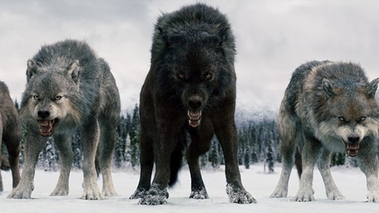 Wolves stand off