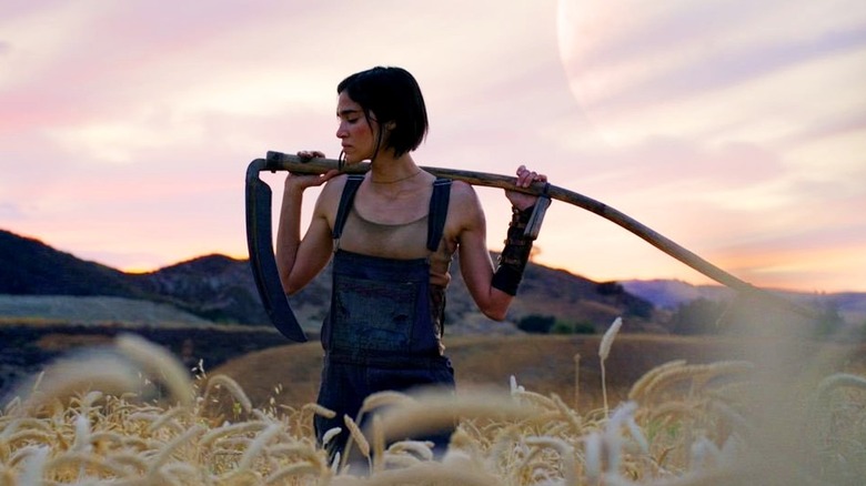 Kora standing in wheat field