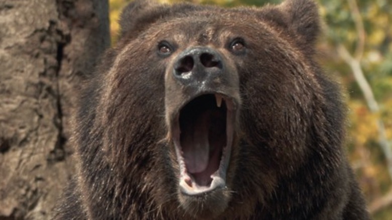 A bear opens its jaws