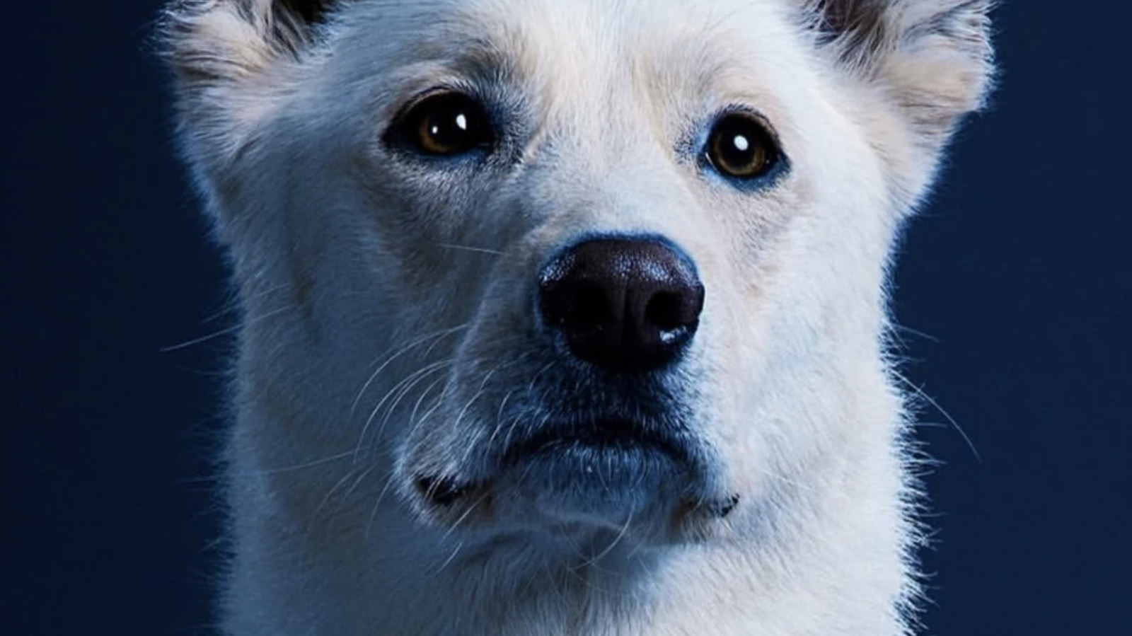 Ryan Potter Explains How Titans Brings Krypto The Superdog To Life And