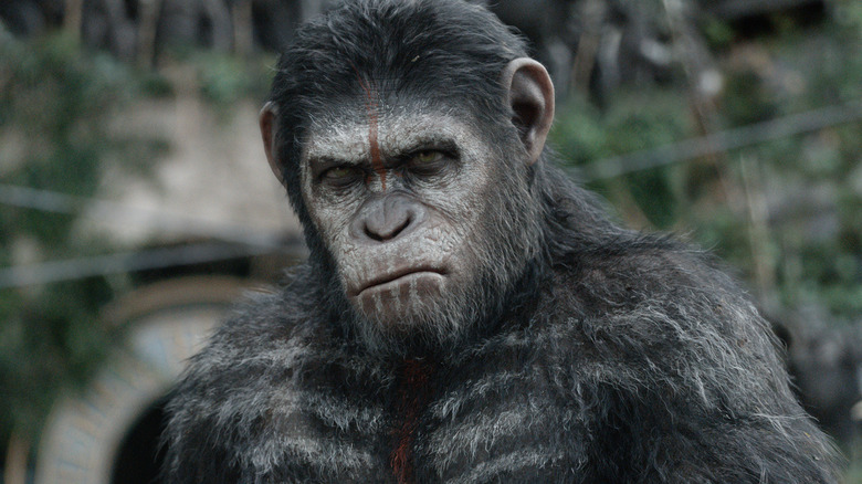 Caesar looking angry in Dawn of the Planet of the Apes