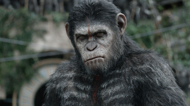 Caesar looking angry in Dawn of the Planet of the Apes