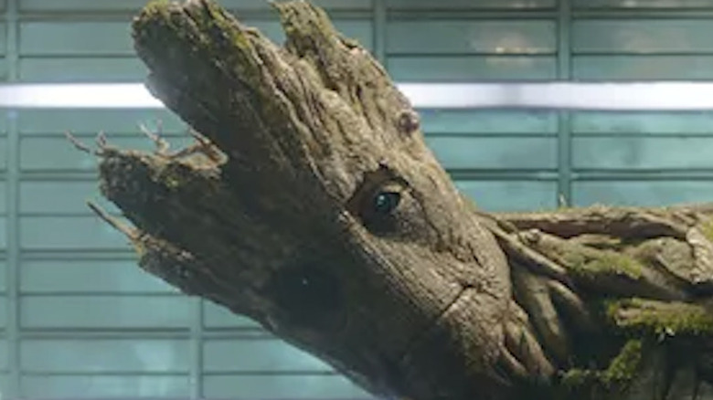 Groot