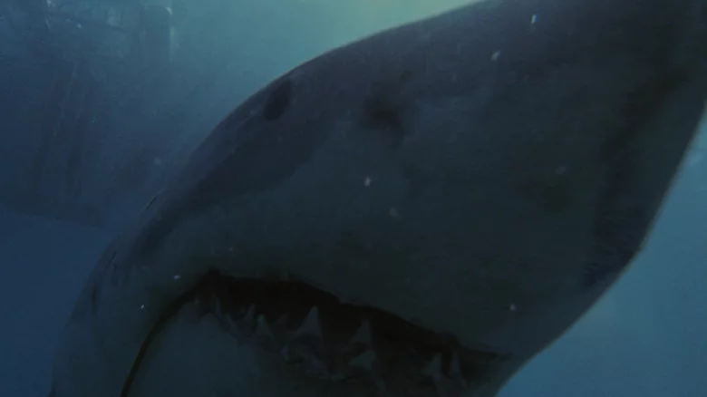 small details you may have missed in jaws