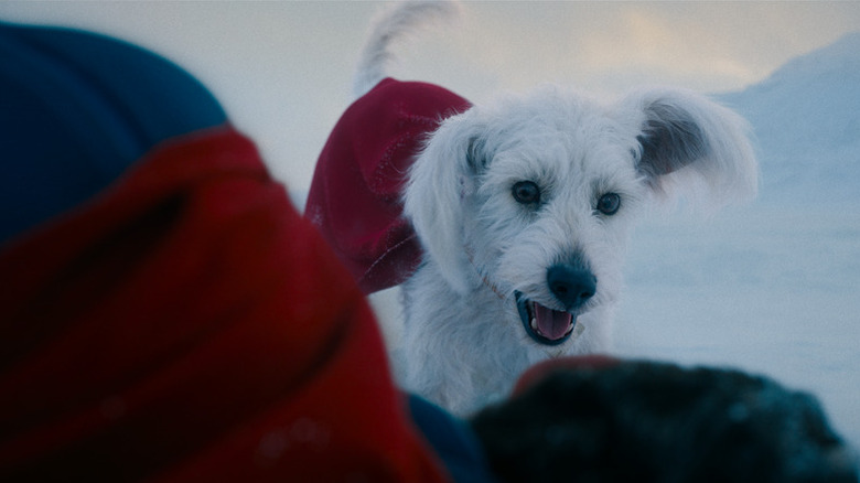 Krypto finding Clark in Superman (2025)