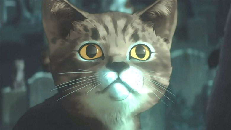 Tabby Kitten being adorable