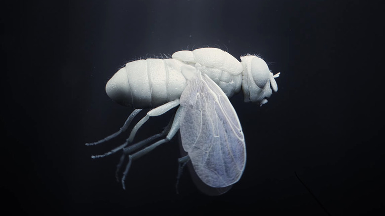 The fly in main titles