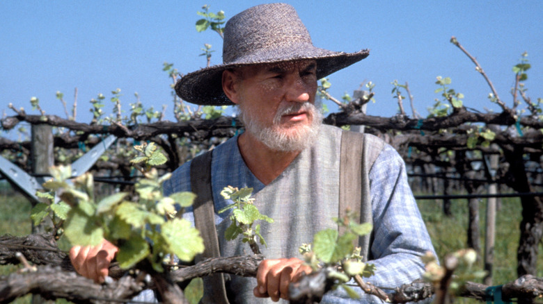 Picard with beard in vineyard
