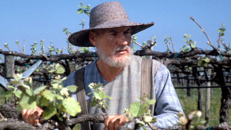 Picard with beard in vineyard