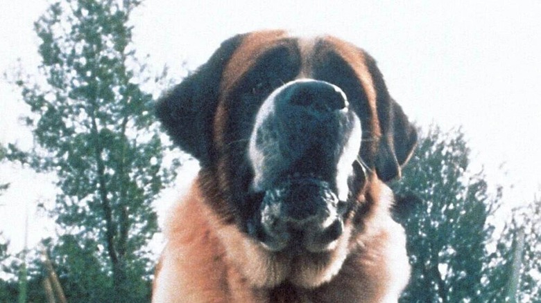 Stephen King Set To Pen Long-Awaited Sequel To Another Classic Work