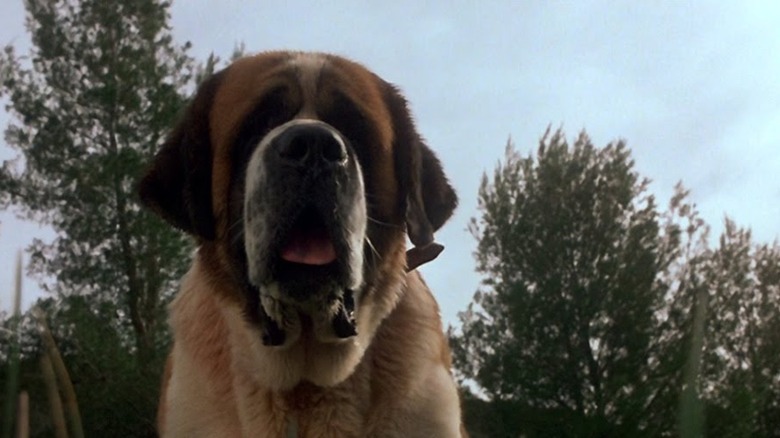 Cujo