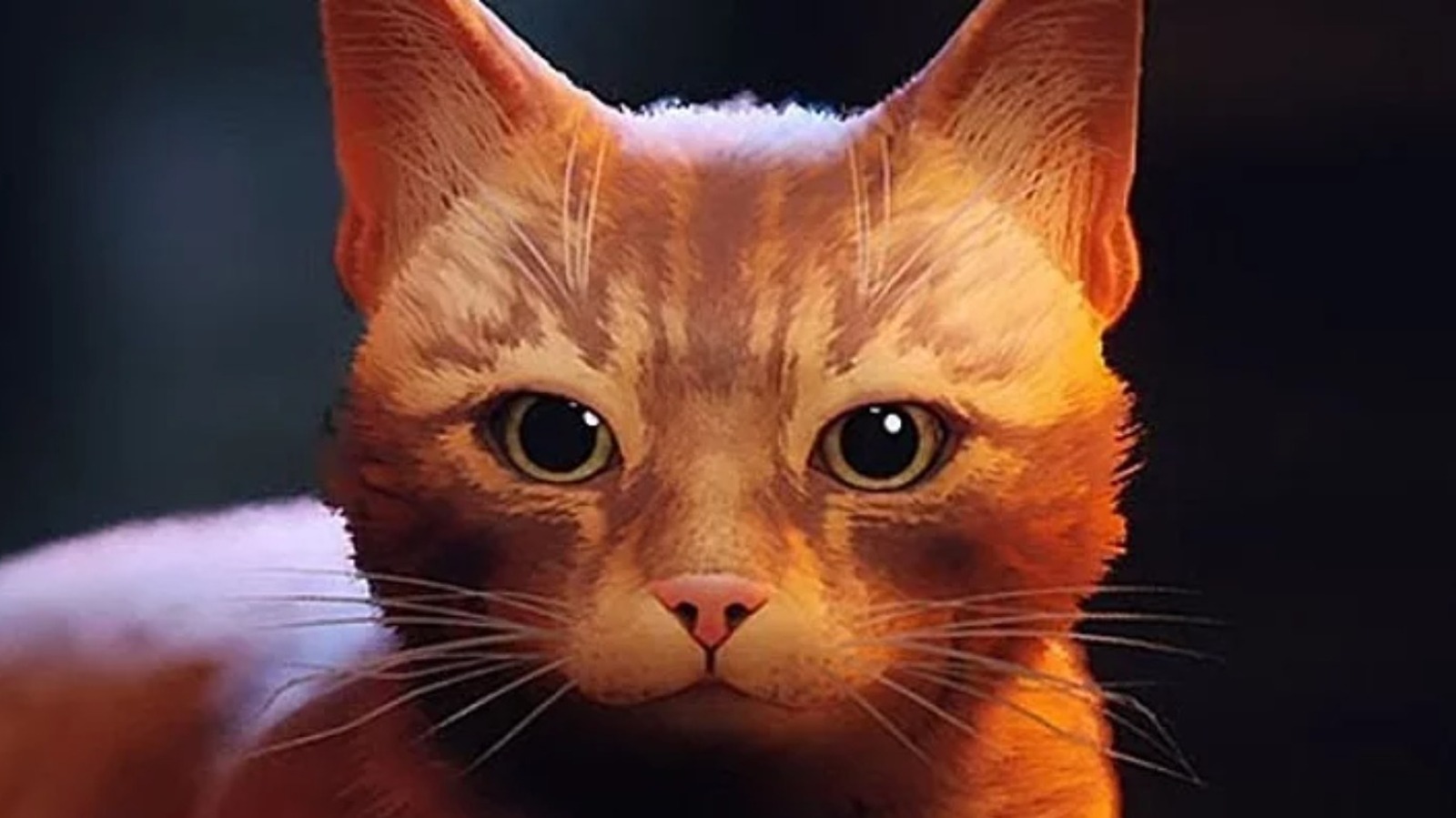 Stray Can You Pet The Cat Stray Can You Pet The Cat