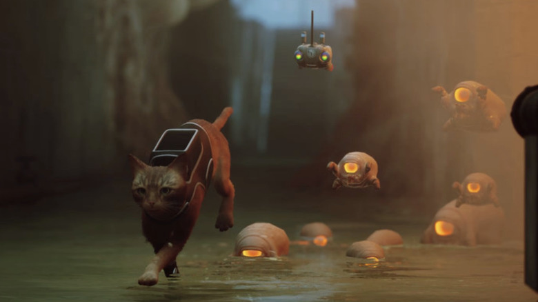 cat escaping from zurks